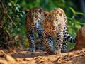 Ai Generated illustration Wildlife Concept of Sri Lankan leopards. Beautiful big cat animal or safari wildlife Royalty Free Stock Photo