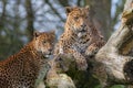 Sri Lankan leopards. Beautiful big cat animal or safari wildlife Royalty Free Stock Photo