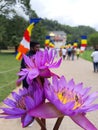 Sri Lankan Lotus Flower with Bees at Temple of the Tooth