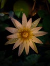 Sri lankan lotus flower. Home lotus water plant