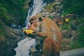 Monkey eating fruit in Ella Sri Lanka