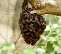 Sri lankan nature the bee nest Royalty Free Stock Photo