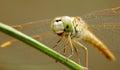 Sri lankan nature dragonfly it is a good Royalty Free Stock Photo