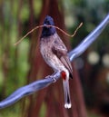 Sri lankan nature Red-vented bulbul Royalty Free Stock Photo