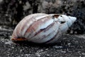 Sri lankan nature snail shell in sri lanka Royalty Free Stock Photo