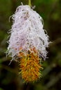 Sri lankan nature wild flowers in sri lanka Royalty Free Stock Photo