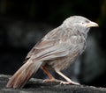 Sri lankan nature Yellow-billed babbler Royalty Free Stock Photo