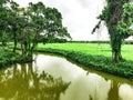 Sri Lankan paddy field at day time