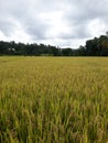 Sri lankan paddy field