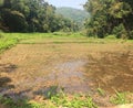 Sri Lankan paddy field , Paddy cultivation