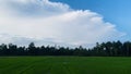 Sri Lankan Paddy Field View