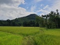 Sri Lankan Paddy Fields and Mountain in a village