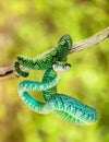 Sri Lankan Palm Viper Hanging On Branch