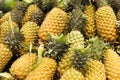 Sri Lankan Pineapple ready to sell