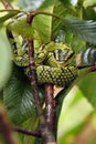 The Sri Lankan pit viper, Ceylon pit viper, Sri Lankan green pitviper or locally, pala polonga Trimeresurus trigonocephalus