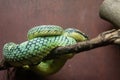 Sri Lankan pit viper or Ceylon pit viper is a venomous pit viper species endemic to Sri Lanka