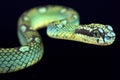 Sri Lankan pit viper (Trimeresurus trigonecephalus) Royalty Free Stock Photo