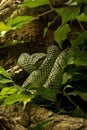 The Sri Lankan pit viper Trimeresurus trigonocephalus.