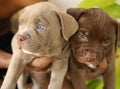 sri lankan Pitbull puppys on hand