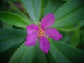 Brilliant spinach flowers, purple color, sri lanka