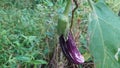 Purple Solanum melongena (Wambatu)