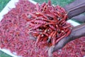 Sri Lankan Red Dry Chillies Royalty Free Stock Photo