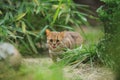 Sri Lankan rusty-spotted cat Royalty Free Stock Photo