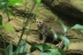 Sri Lankan rusty-spotted cat Royalty Free Stock Photo