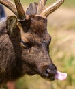Sri Lankan sambar deer close up headshot, tongue out