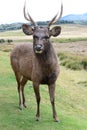 Sri Lankan sambar deer. Horton Plains. Sri Lanka