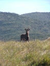 Sri Lankan sambar deer occur in large herds