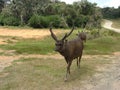 Sri Lankan sambar deer occur in large herds