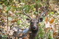 Sri Lankan sambar deer. Rusa unicolor (Indian Sambar, Sambar, Sambar Deer, Cervus unicolor)
