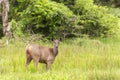 Sri Lankan sambar deer Rusa unicolor unicolor Yala National Park, Sri Lanka, Asia