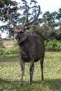 A Sri Lankan sambar deer stands near the entrance to the Horton Plains National Park.