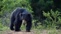 The Sri Lankan sloth bear Melursus ursinus inornatus Royalty Free Stock Photo