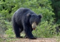 The Sri Lankan sloth bear Melursus ursinus inornatus. Royalty Free Stock Photo