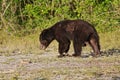 Sri Lankan sloth bear