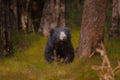 Sri Lankan sloth bear standing on the grass in a lush forest