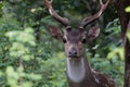 sported deer Royalty Free Stock Photo