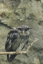 Sri Lankan spot-bellied eagle-owl Royalty Free Stock Photo