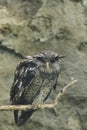 Sri Lankan spot-bellied eagle-owl