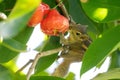 Sri Lankan squirrel eating jambu on tree Royalty Free Stock Photo