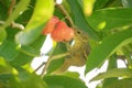 Sri Lankan squirrel eating jambu on tree Royalty Free Stock Photo
