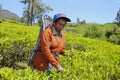 Sri Lankan Tea Plantation Worker Harvesting Leaves Royalty Free Stock Photo