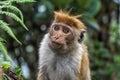 Sri-Lankan toque macaque Royalty Free Stock Photo