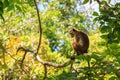 Sri-Lankan toque macaque Royalty Free Stock Photo