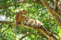 Sri-Lankan toque macaque Royalty Free Stock Photo
