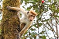 Sri-Lankan toque macaque Royalty Free Stock Photo