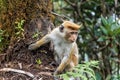 Sri-Lankan toque macaque Royalty Free Stock Photo